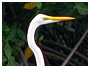 voir la page Grande Aigrette oiseaux de Guadeloupe